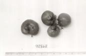 Click for 1 image(s) for this accession. FRUIT
